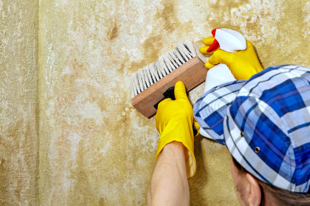 Trusted Windsor, NC Mold Removal Experts