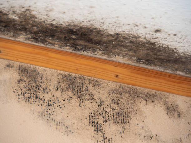 Best HVAC Mold Inspection and Cleaning  in Windsor, NC