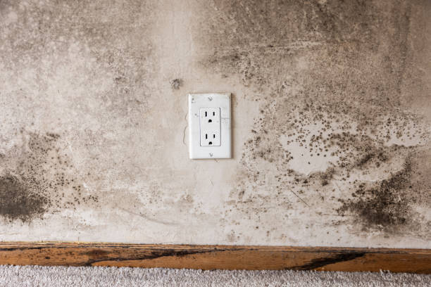Best Mold Removal for HVAC Installations  in Windsor, NC