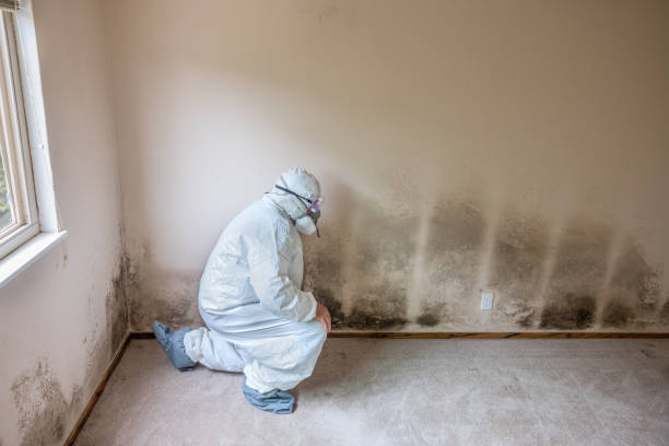 Best Commercial Mold Inspection  in Windsor, NC